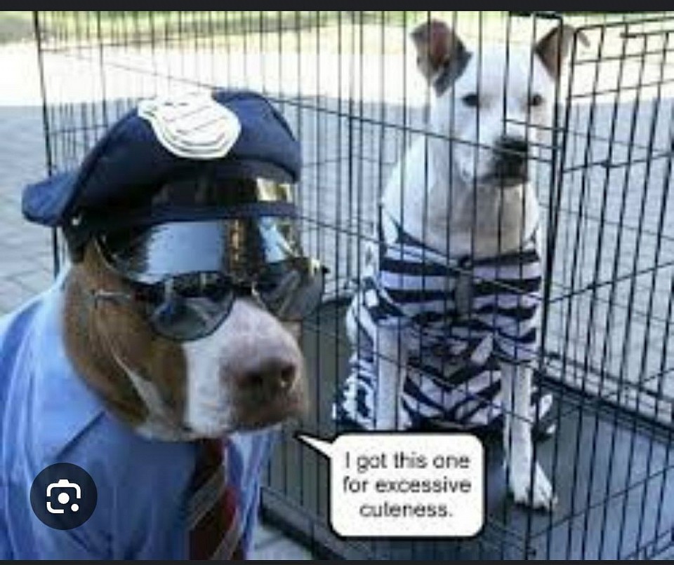 Animal control, dog jail