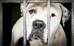 Family reunited, Happy dog release